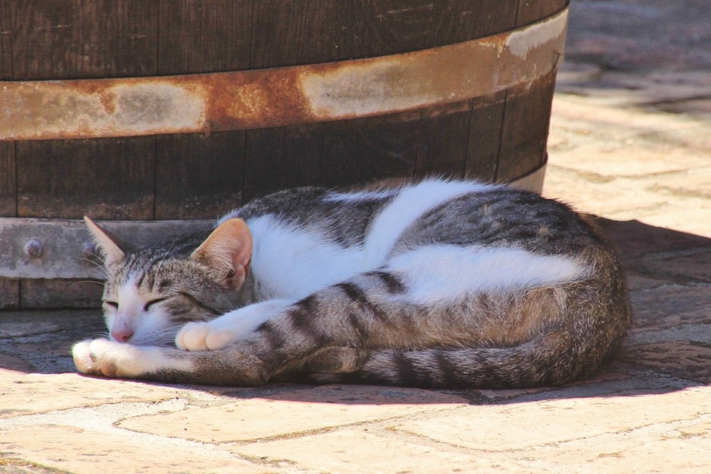 Foto: Gatito - Palos de la Frontera (Huelva), España