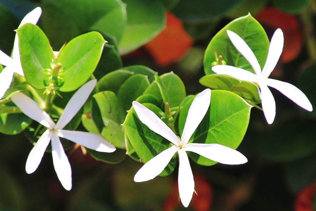 Foto: Flor - Palos de la Frontera (Huelva), España