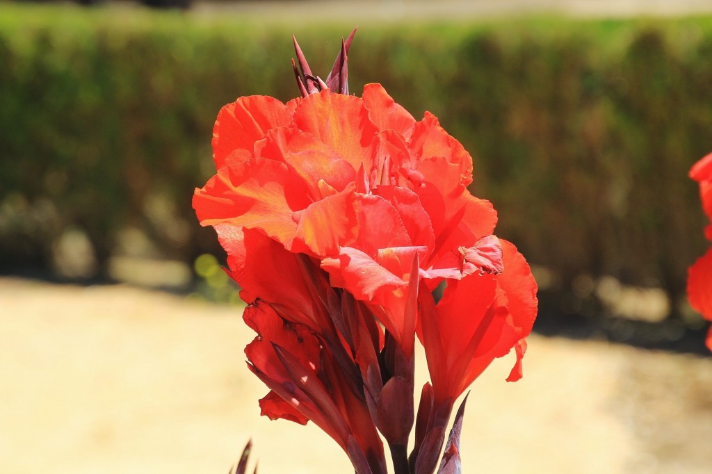 Foto: Flor - Palos de la Frontera (Huelva), España