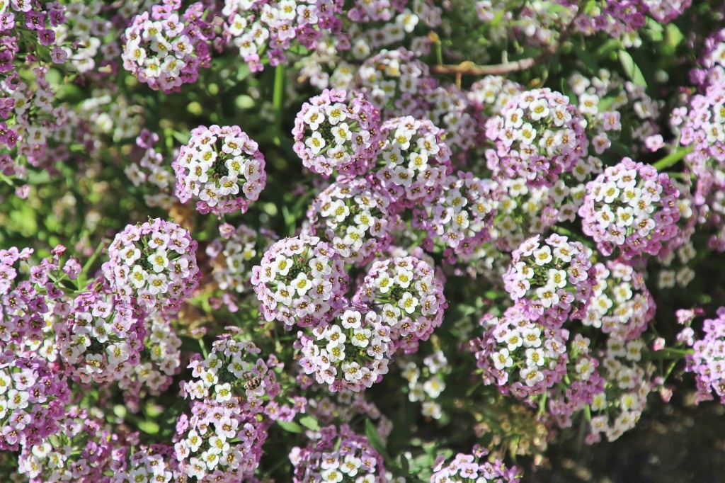 Foto: Flor - Cortelazor (Huelva), España
