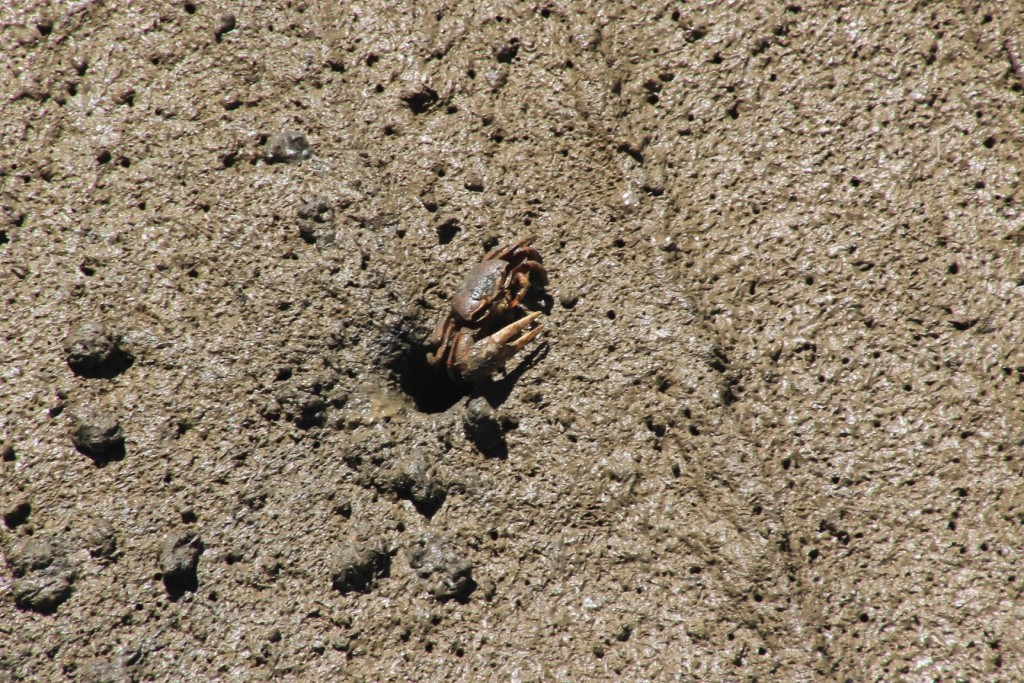 Foto: Cangrejo - El Rompido (Huelva), España