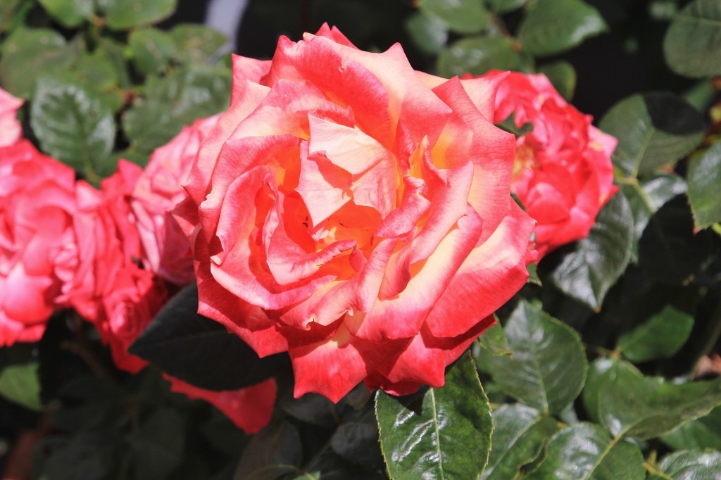 Foto: Flor - Cortelazor (Huelva), España