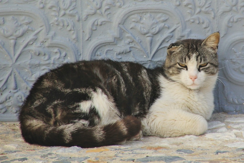 Foto: Gatito - Alájar (Huelva), España