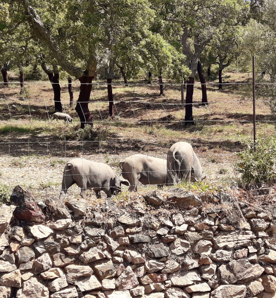 Foto: Cerditos - Cortelazor (Huelva), España