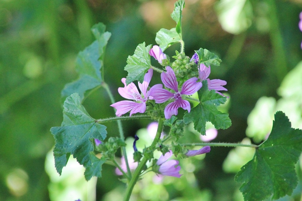 Foto: Flor - Alájar (Huelva), España