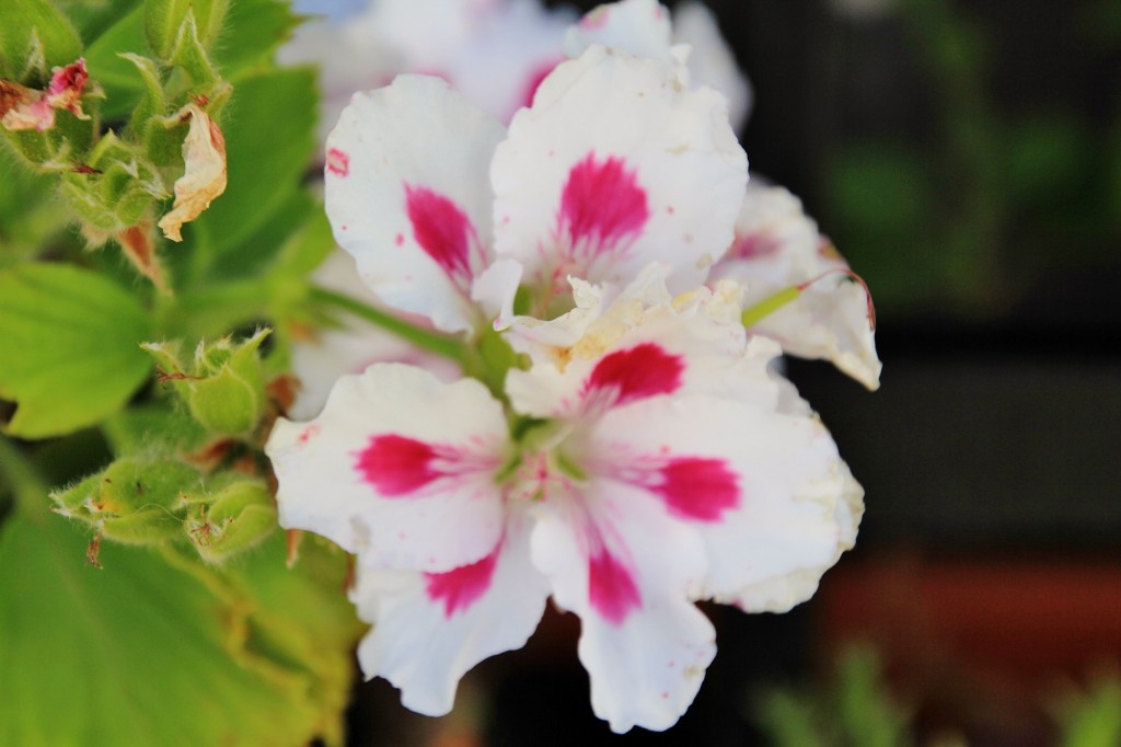Foto: Flor - Alájar (Huelva), España