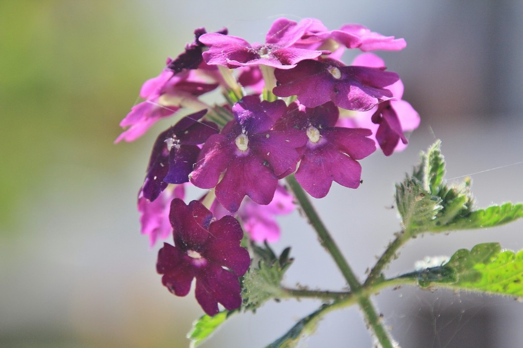 Foto: Flor - Cortelazor (Huelva), España