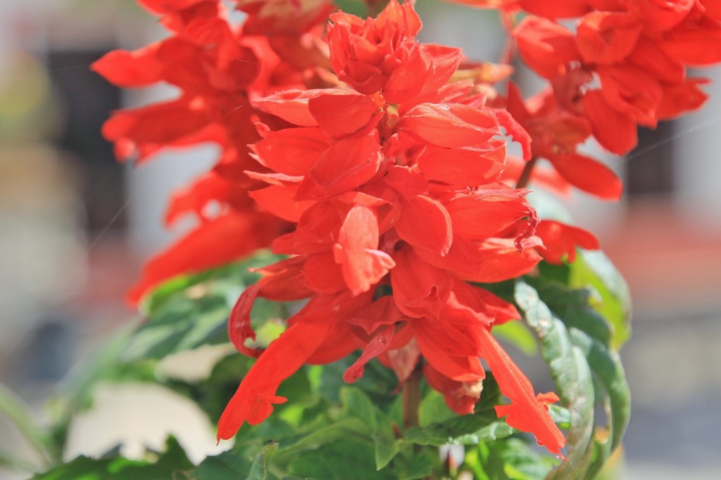 Foto: Flor - Cortelazor (Huelva), España