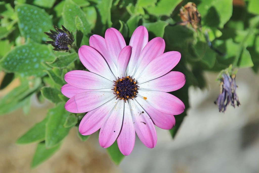 Foto: Flor - Cortelazor (Huelva), España