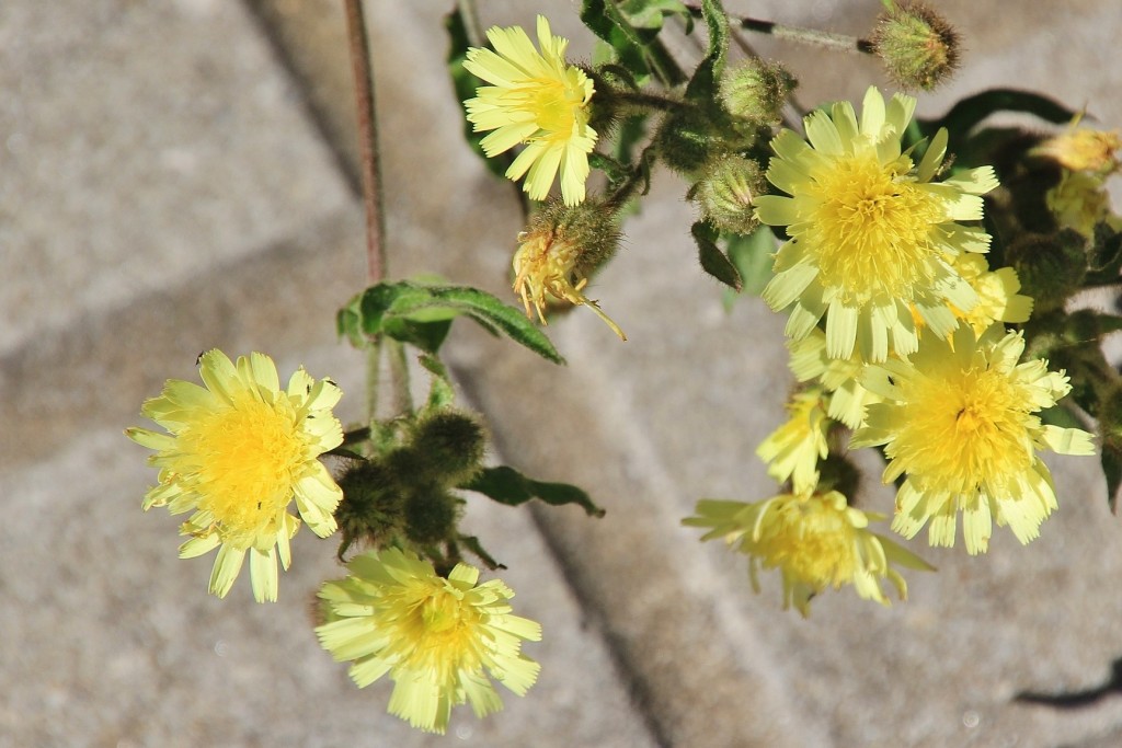 Foto: Flor - Alájar (Huelva), España