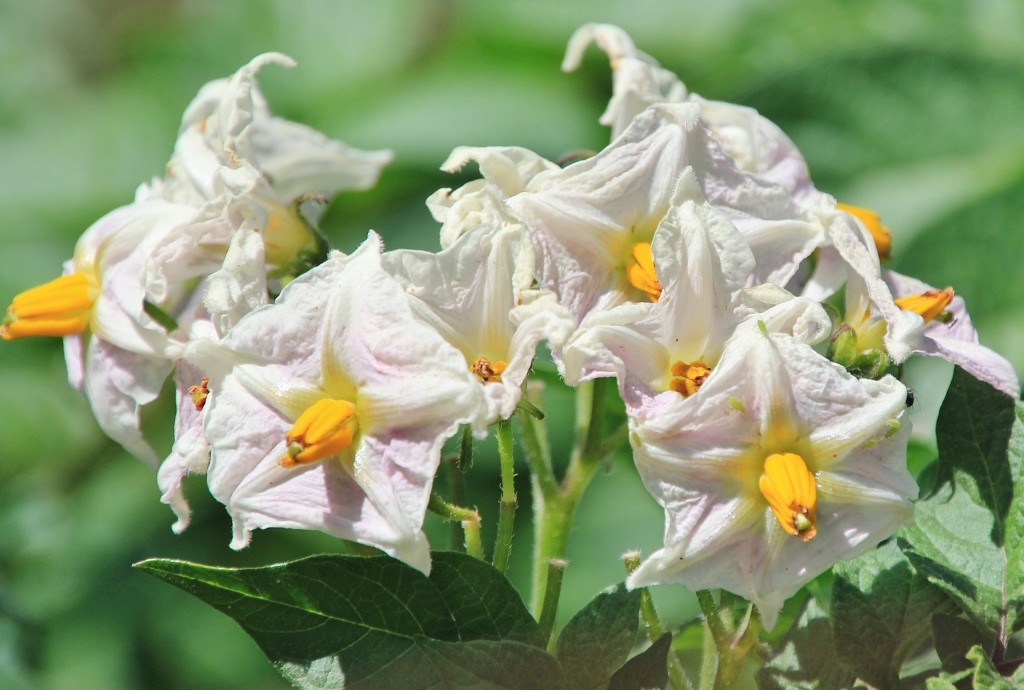 Foto: Flor - Cortelazor (Huelva), España