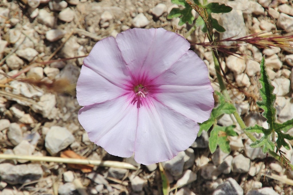 Foto: Flor - Aracena (Huelva), España