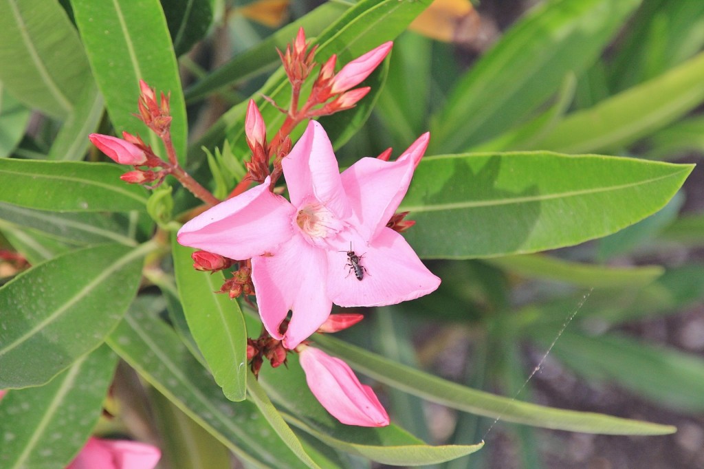 Foto: Flor - El Rocío (Huelva), España