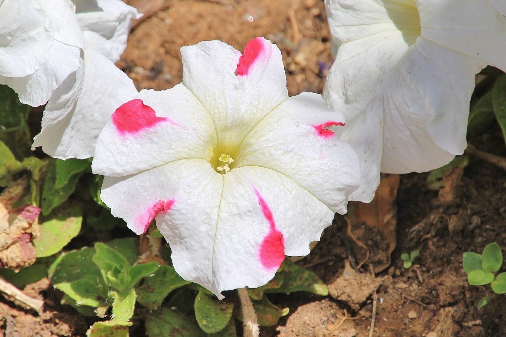 Foto: Flor - Aracena (Huelva), España