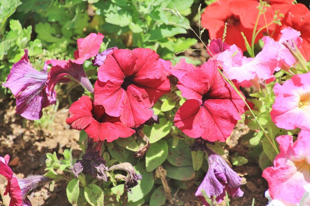 Foto: Flor - Aracena (Huelva), España