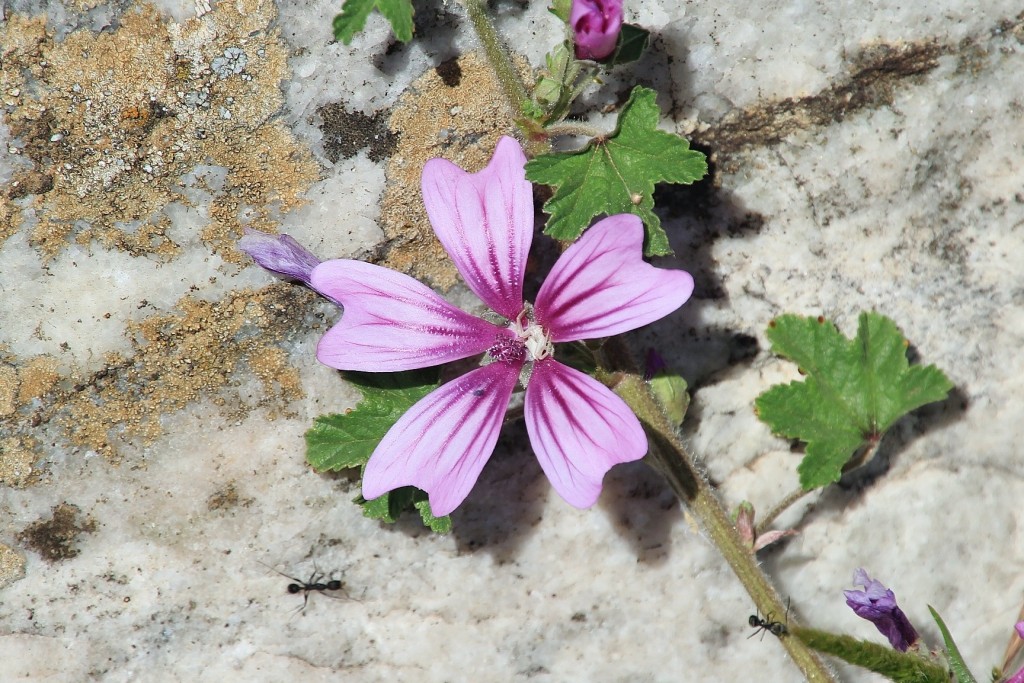 Foto: Flor - Aracena (Huelva), España