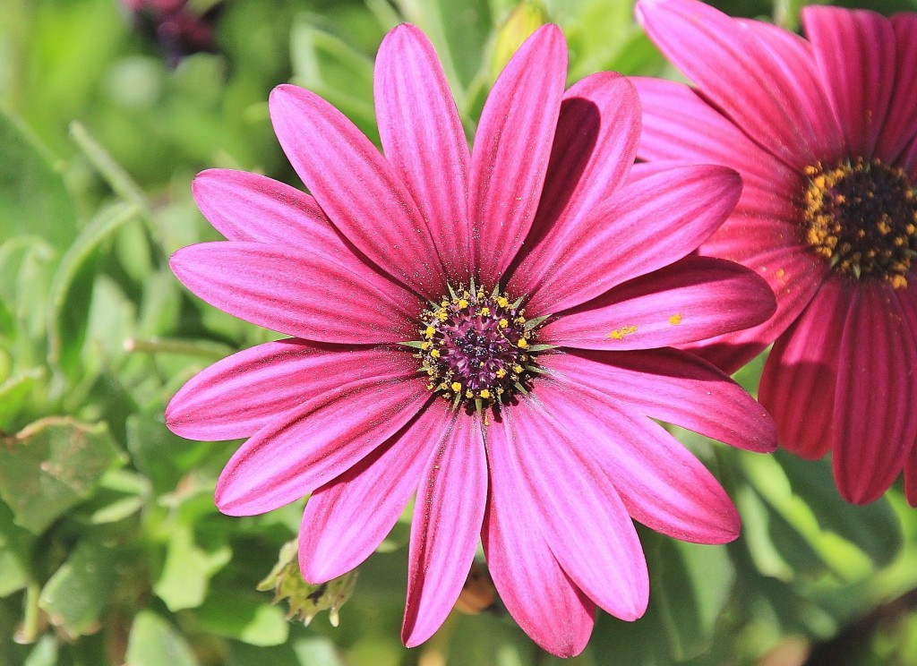 Foto: Flor - Aracena (Huelva), España