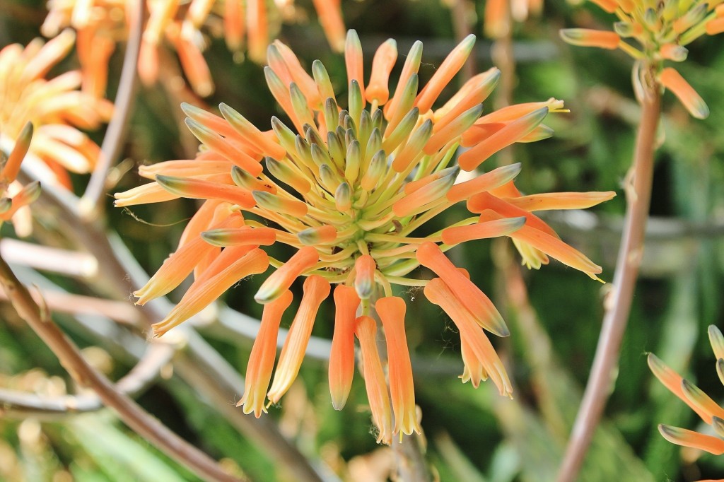 Foto: Flor - Aracena (Huelva), España