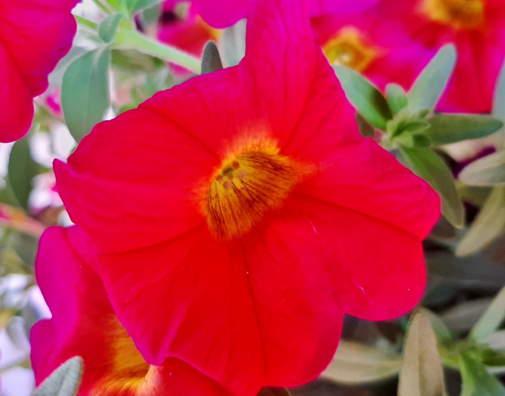 Foto: Flor - Ayamonte (Huelva), España