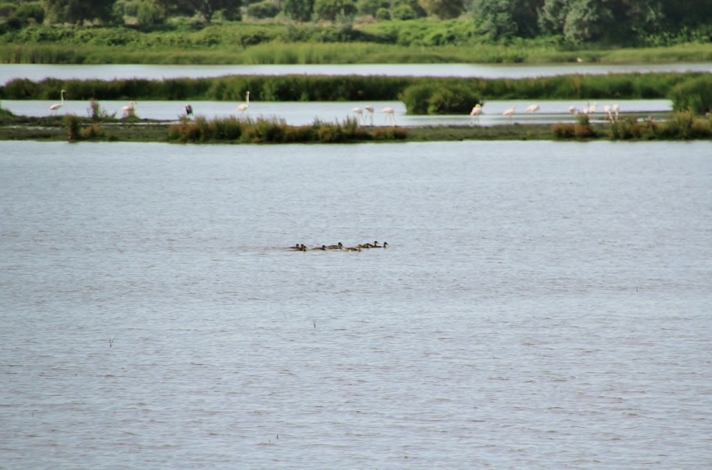 Foto: Charco de la Boca - El Rocío (Huelva), España