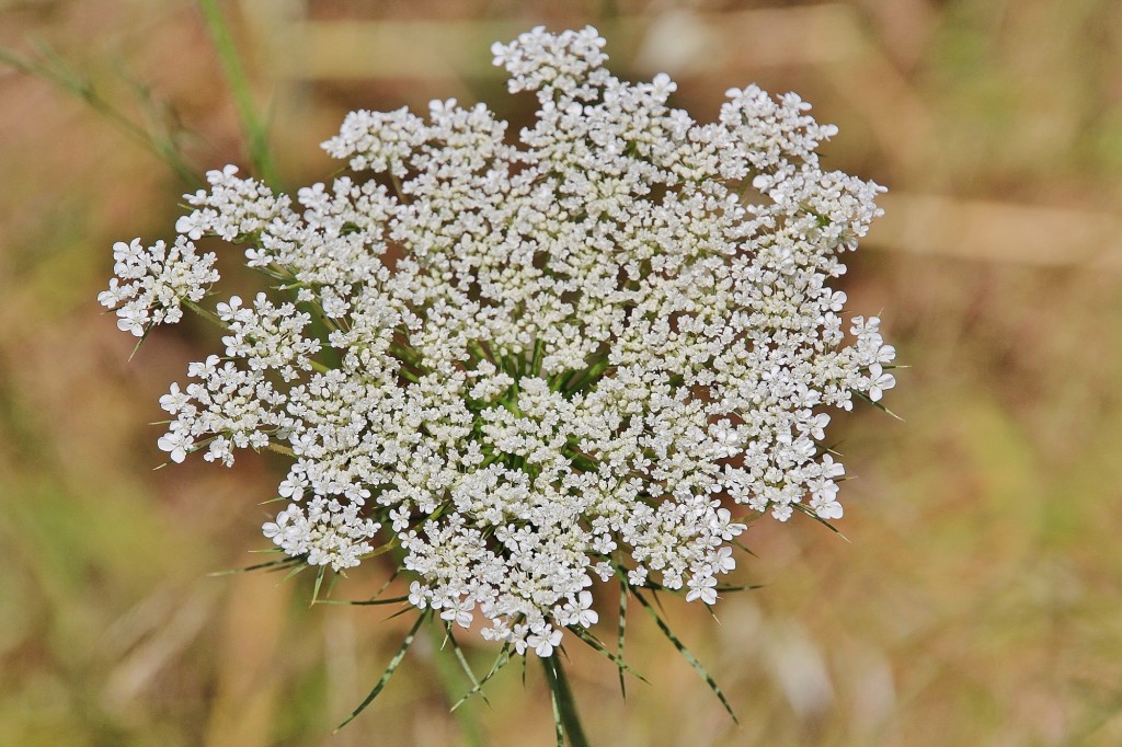 Foto: Flor - Minas de Riotinto (Huelva), España