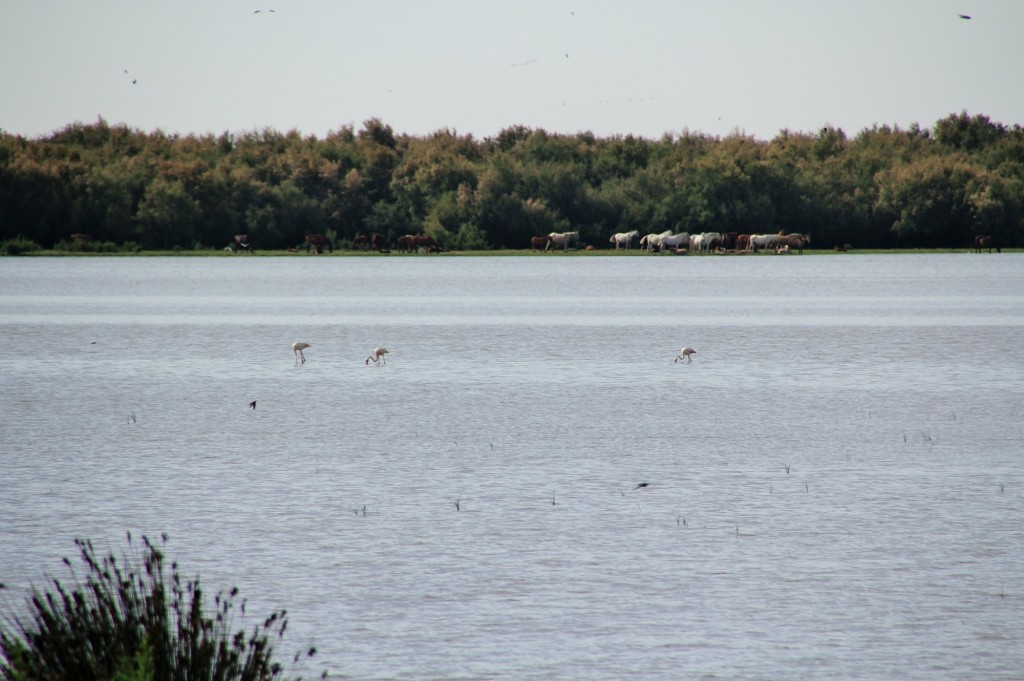 Foto: Charco de la Boca - El Rocío (Huelva), España