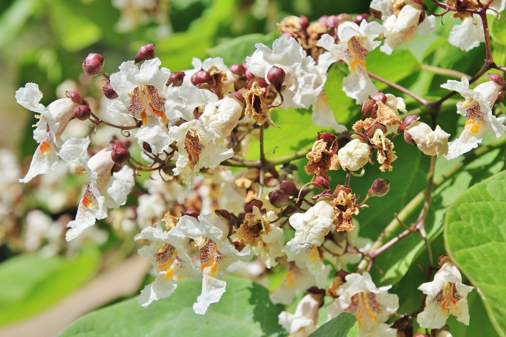 Foto: Flor - Minas de Riotinto (Huelva), España