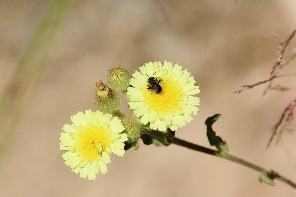 Foto: Flor - Minas de Riotinto (Huelva), España