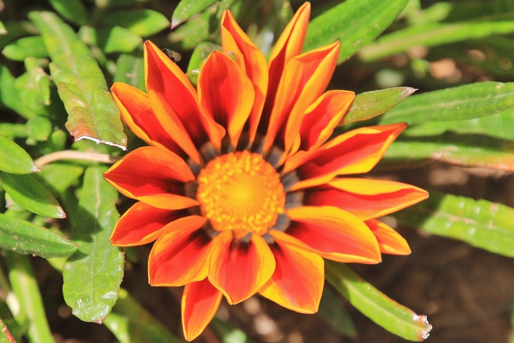 Foto: Flor - Aracena (Huelva), España