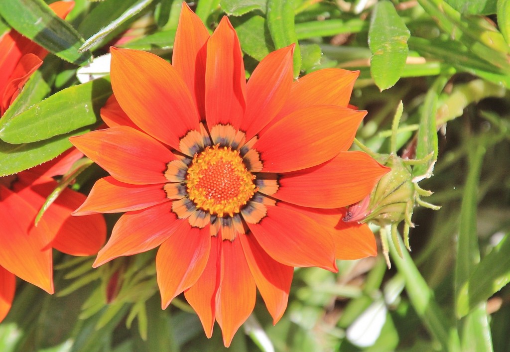 Foto: Flor - Aracena (Huelva), España