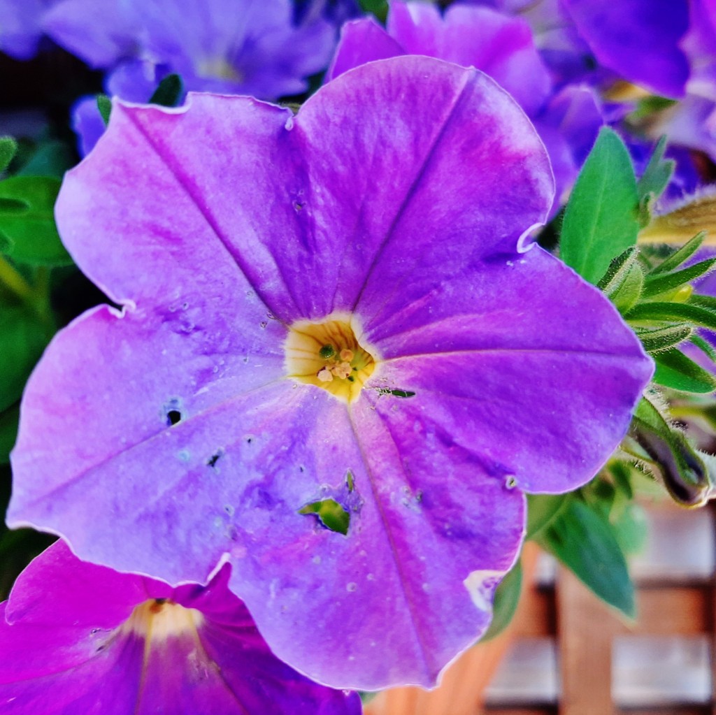Foto: Flor - Ayamonte (Huelva), España