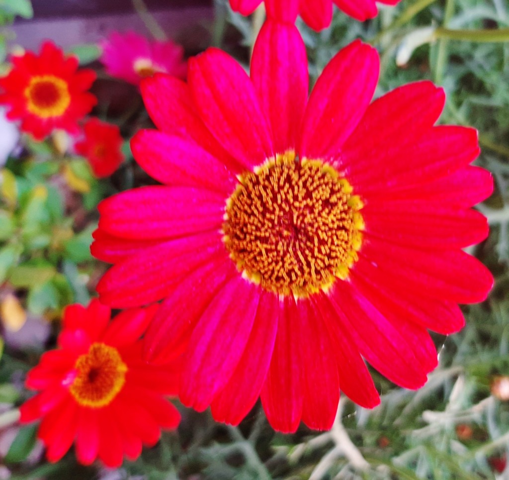 Foto: Flor - Ayamonte (Huelva), España