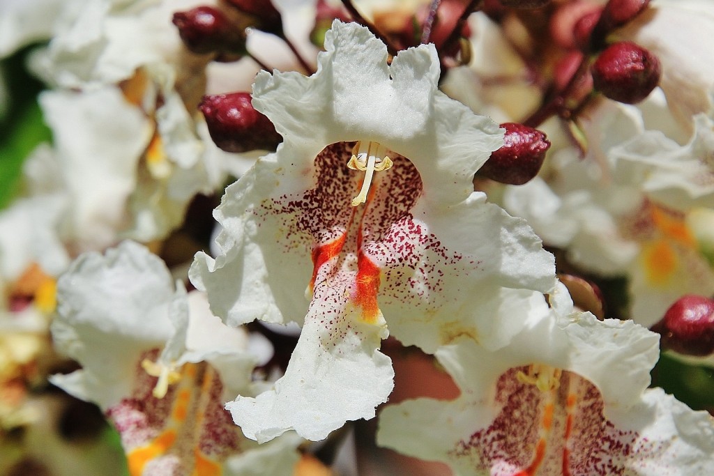 Foto: Flor - Minas de Riotinto (Huelva), España