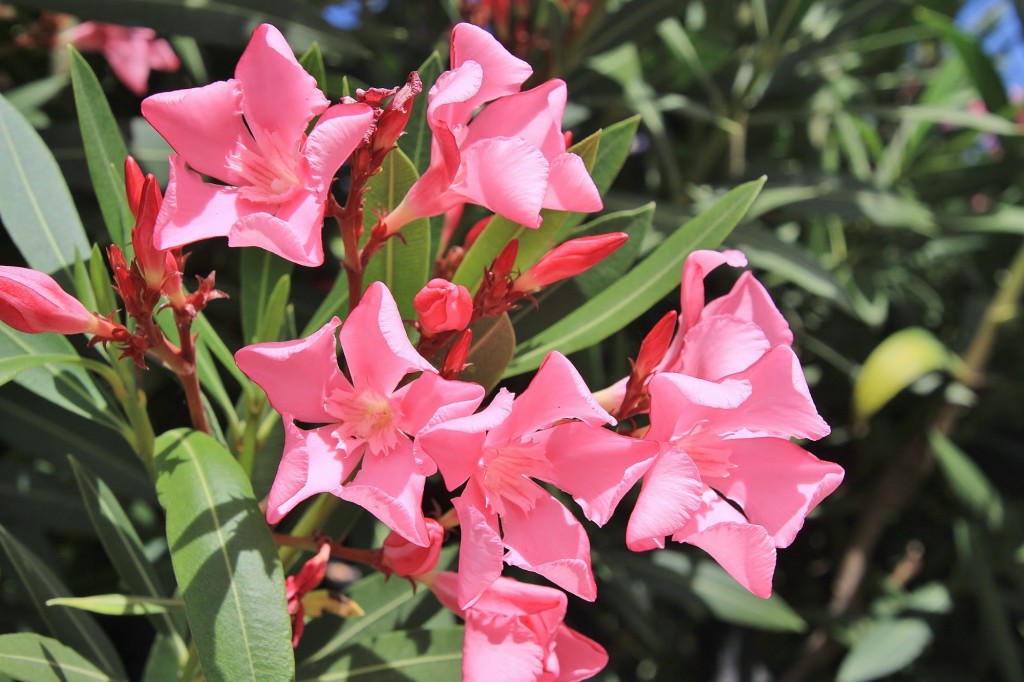 Foto: Flor - Minas de Riotinto (Huelva), España