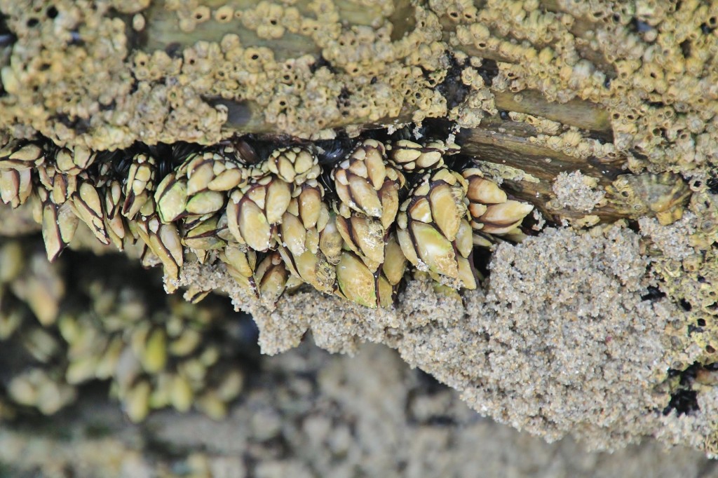 Foto: Playa de las Catedrales - Ribadeo (Lugo), España