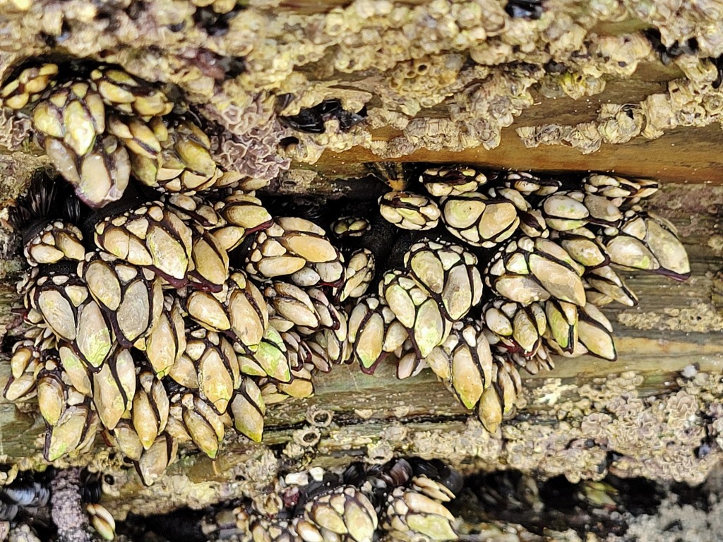 Foto: Playa de las Catedrales - Ribadeo (Lugo), España