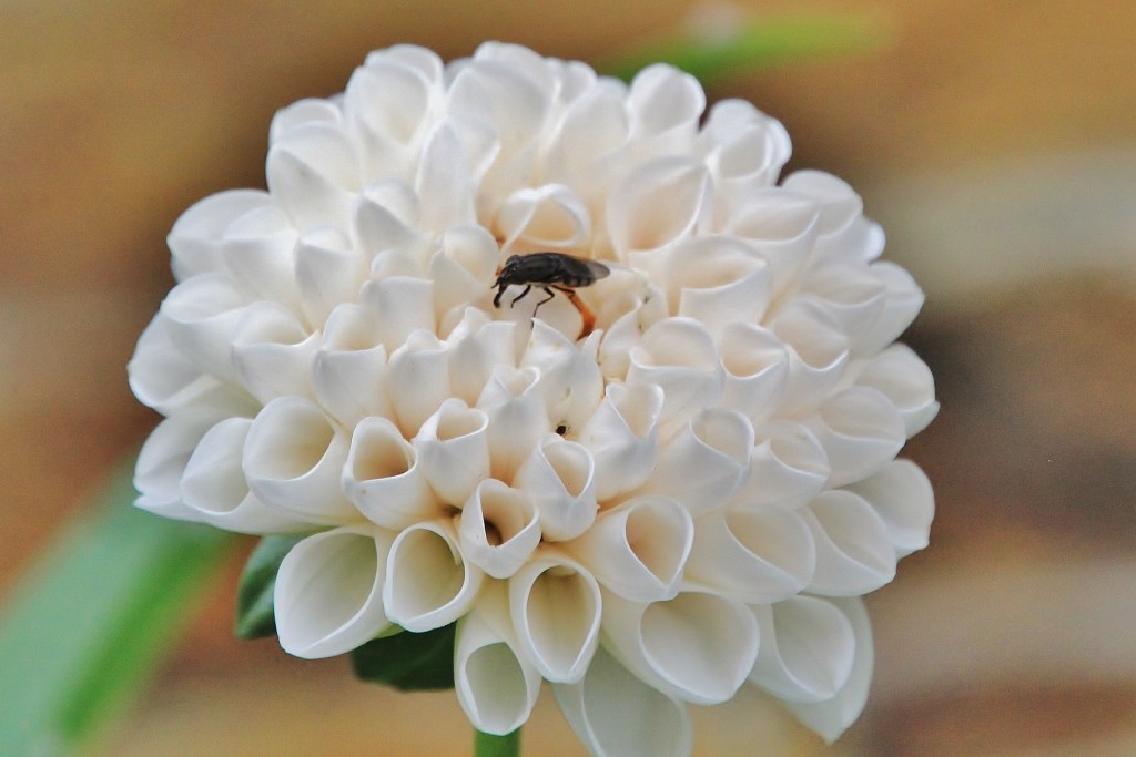 Foto: Dalia - Taramundi (Asturias), España