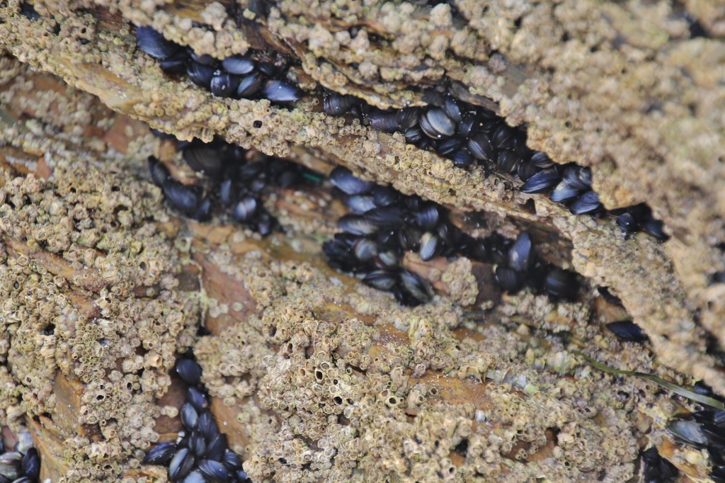 Foto: Playa de las Catedrales - Ribadeo (Lugo), España