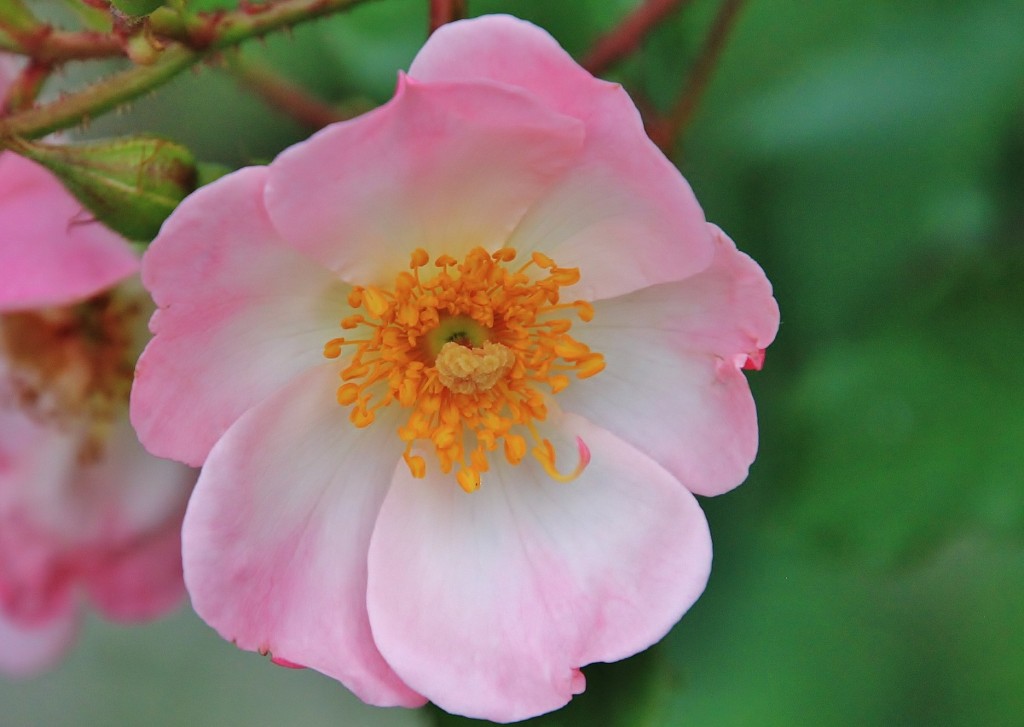 Foto: Flor - Taramundi (Asturias), España