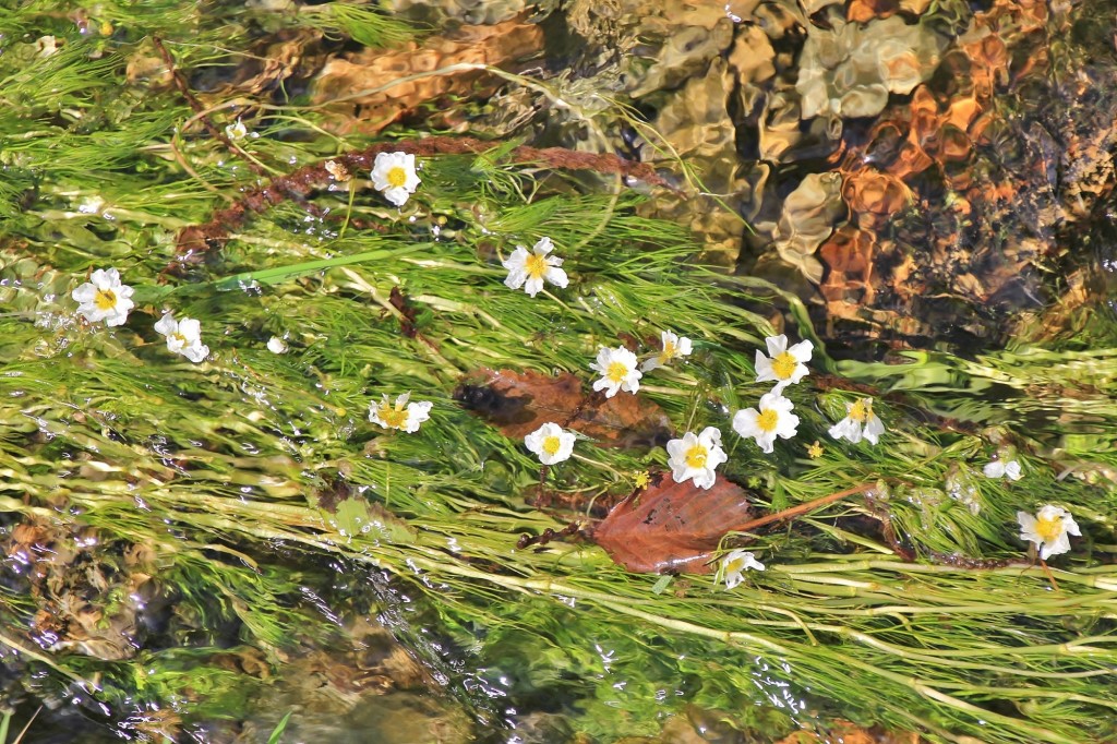 Foto: Conjunto etnográfico Os Teixois - Taramundi (Asturias), España