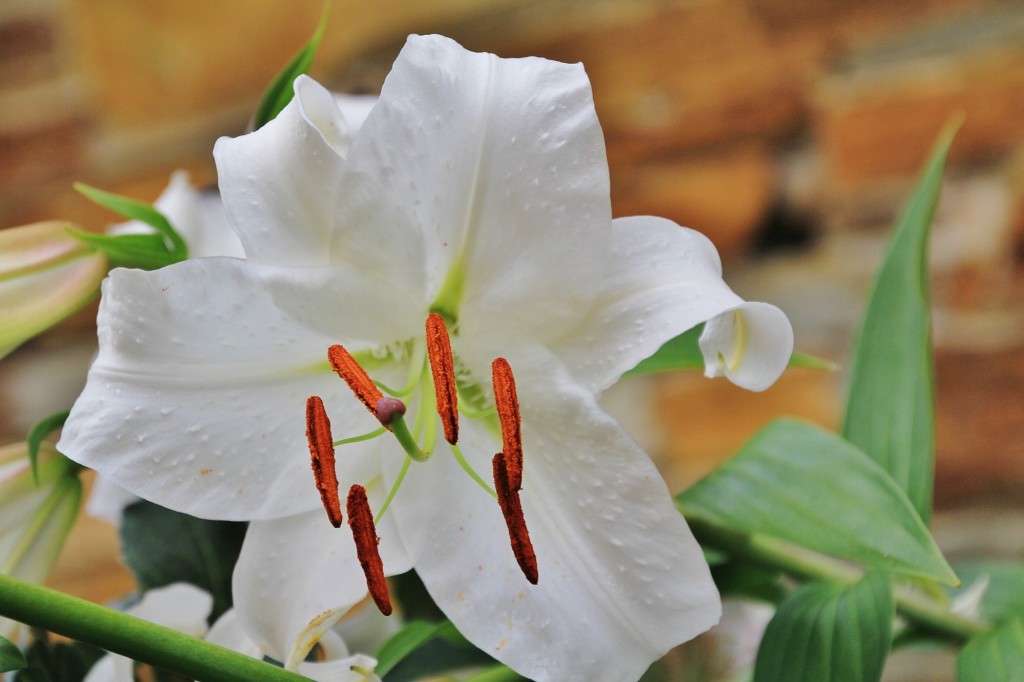 Foto: Flor - Taramundi (Asturias), España