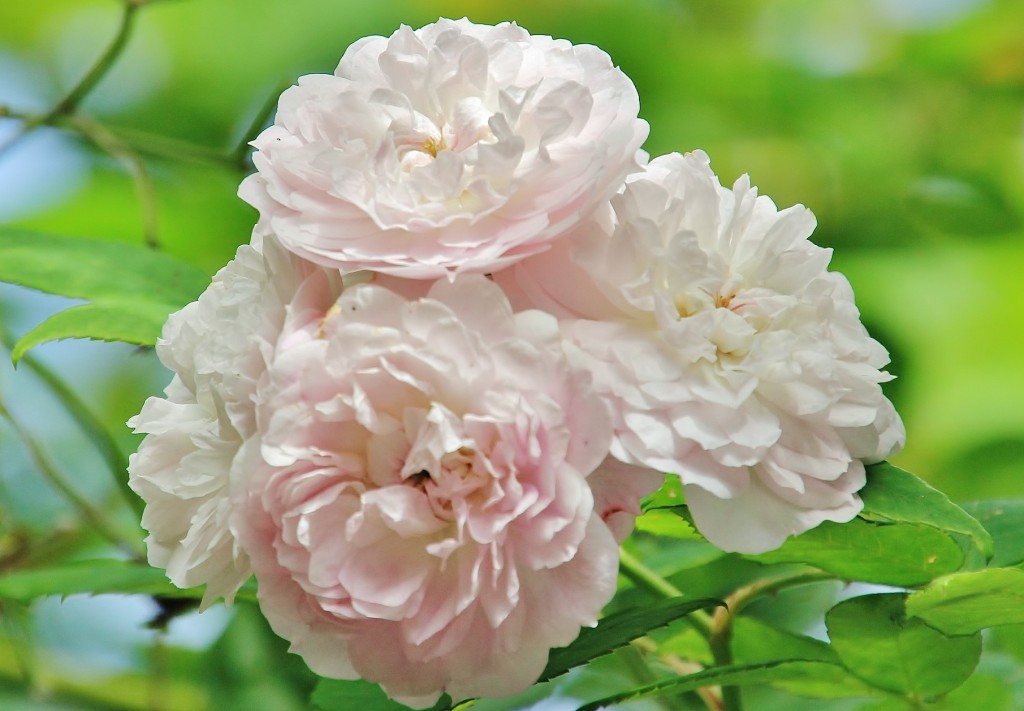 Foto: Flor - Taramundi (Asturias), España