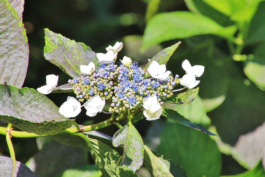 Foto: Flor - Taramundi (Asturias), España