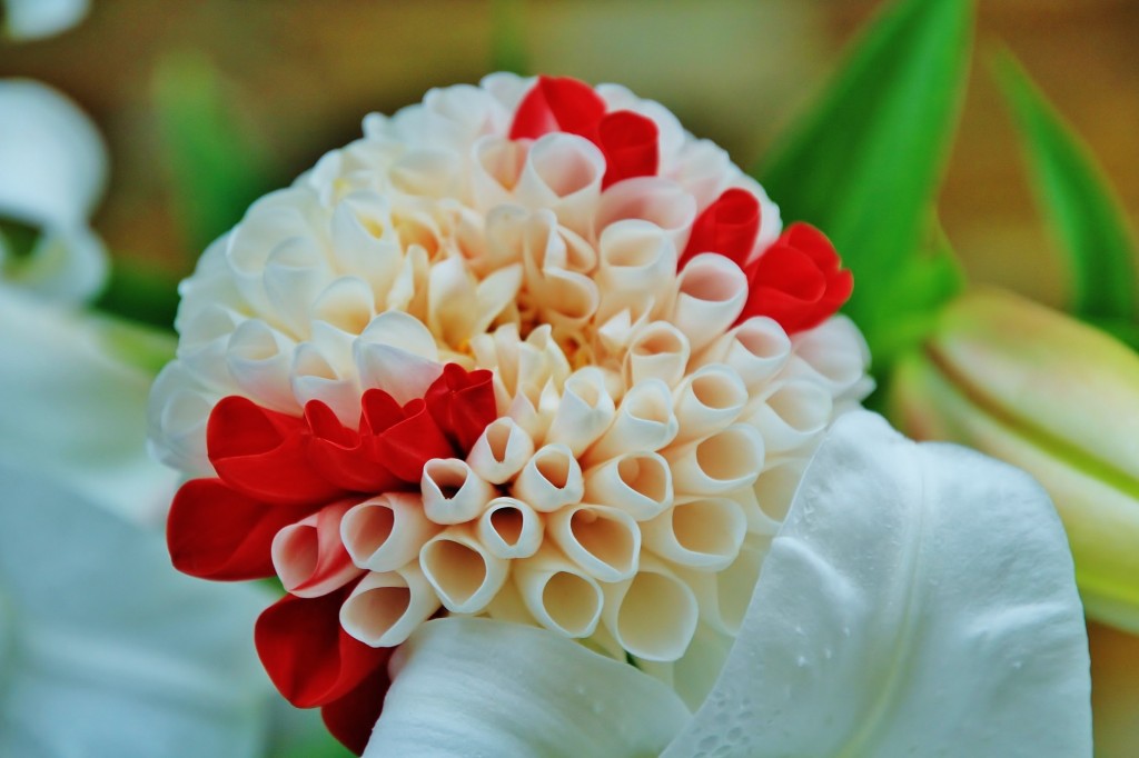 Foto: Dalia - Taramundi (Asturias), España