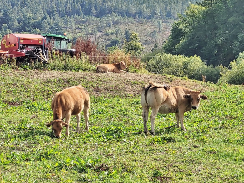 Foto: Paisaje - Grandas de Salime (Asturias), España