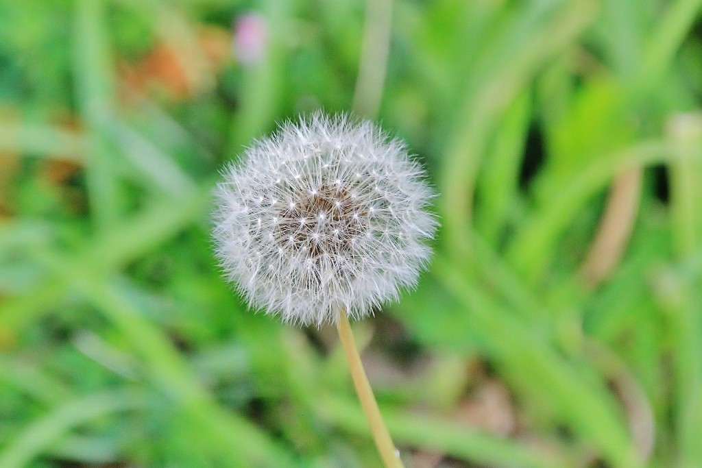 Foto: Flor - Grandas de Salime (Asturias), España