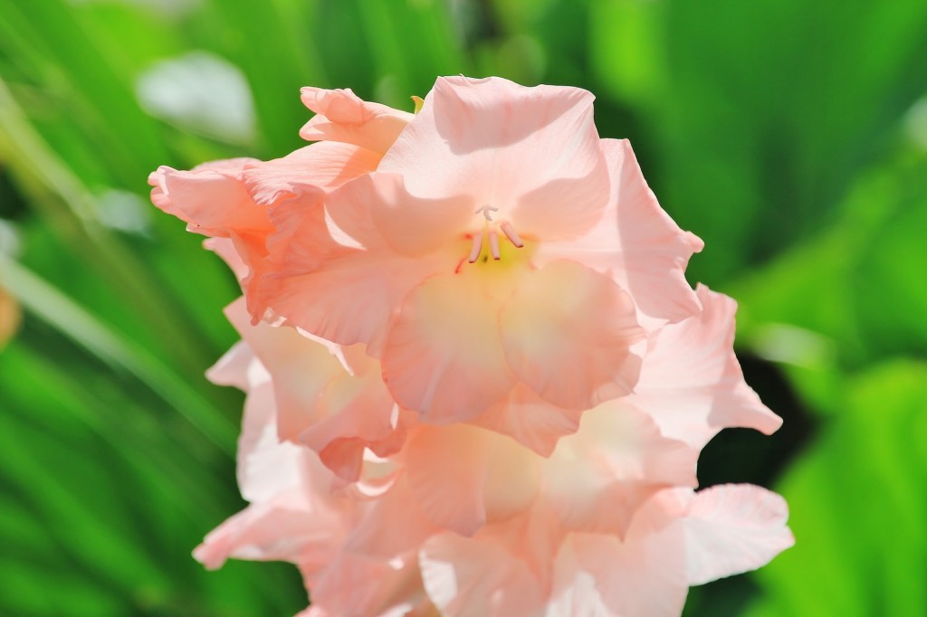 Foto: Flor - Grandas de Salime (Asturias), España