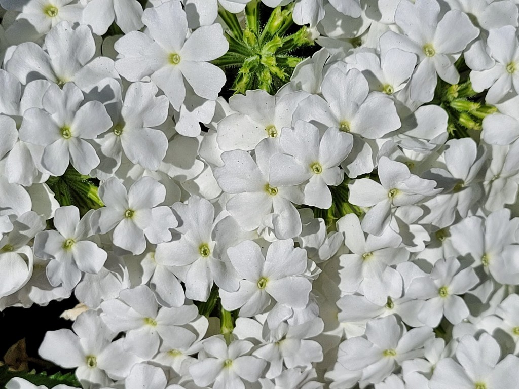 Foto: Flor - Corias (Asturias), España