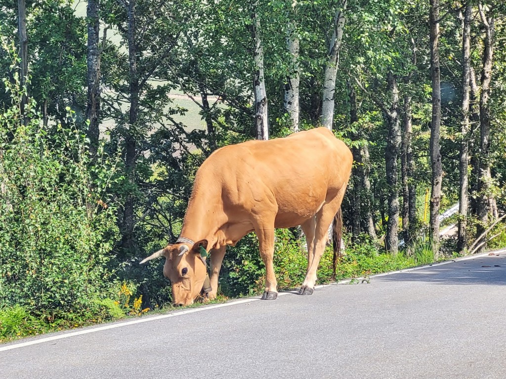 Foto: Vaquita - Grandas de Salime (Asturias), España