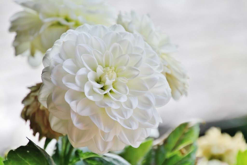 Foto: Dalia - Grandas de Salime (Asturias), España